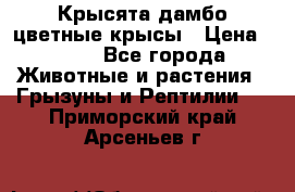 Крысята дамбо цветные крысы › Цена ­ 250 - Все города Животные и растения » Грызуны и Рептилии   . Приморский край,Арсеньев г.